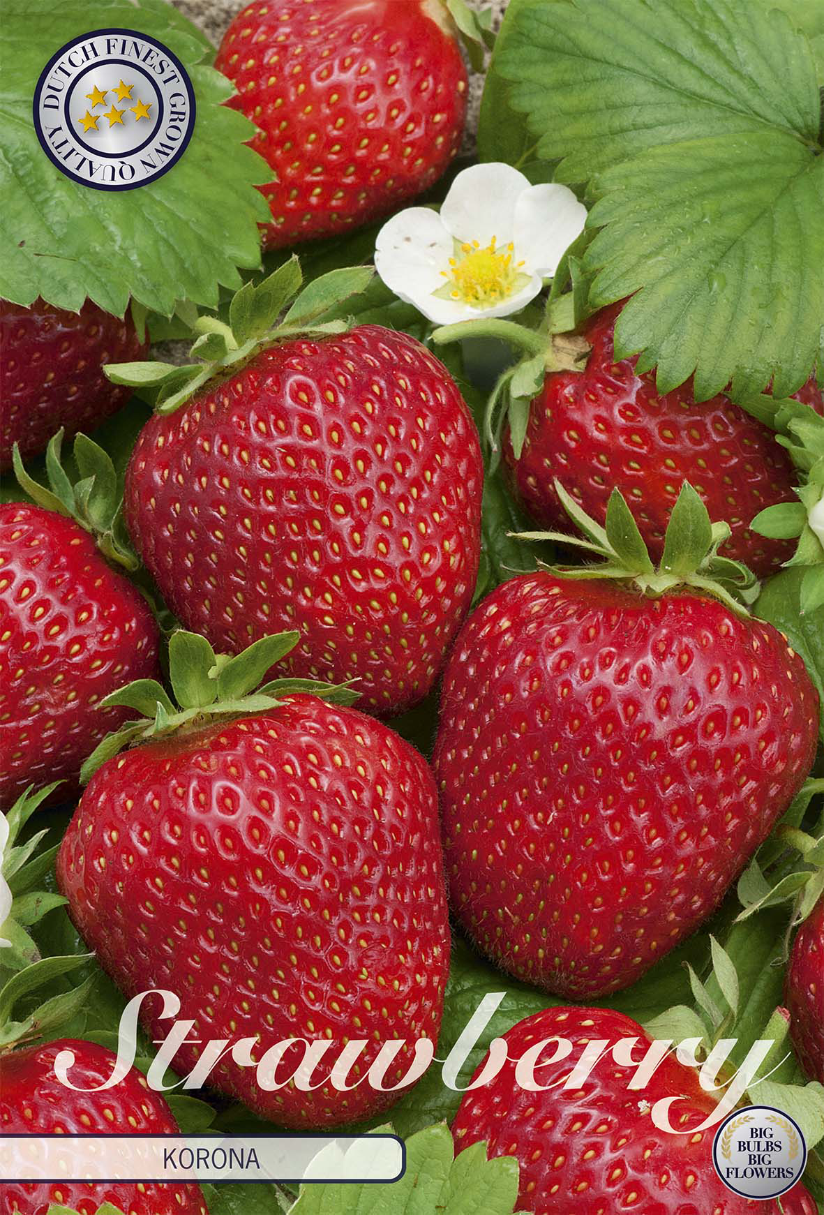 Strawberry Korona
