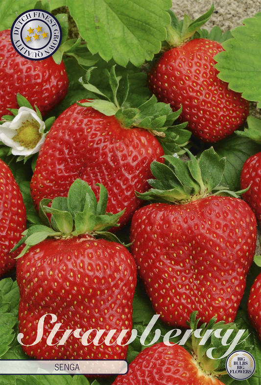 Strawberry Senga