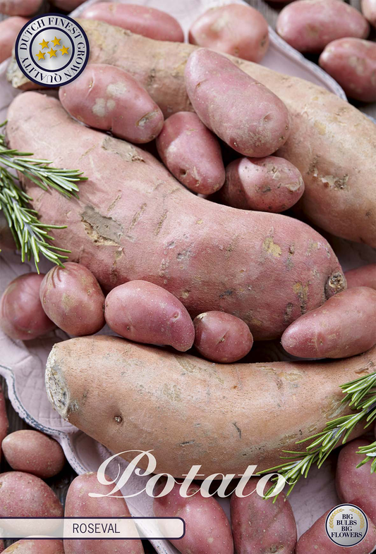 Potato Roseval