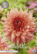 Dahlia Fairway Spur