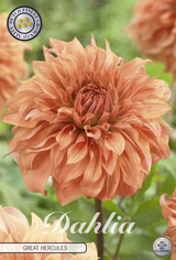 Dahlia Great Hercules