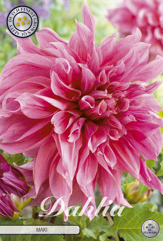 Dahlia Maki