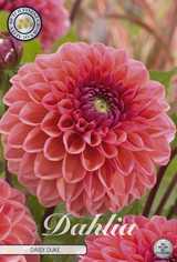 Dahlia Daisy Duke