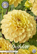 Dahlia Yellow Don