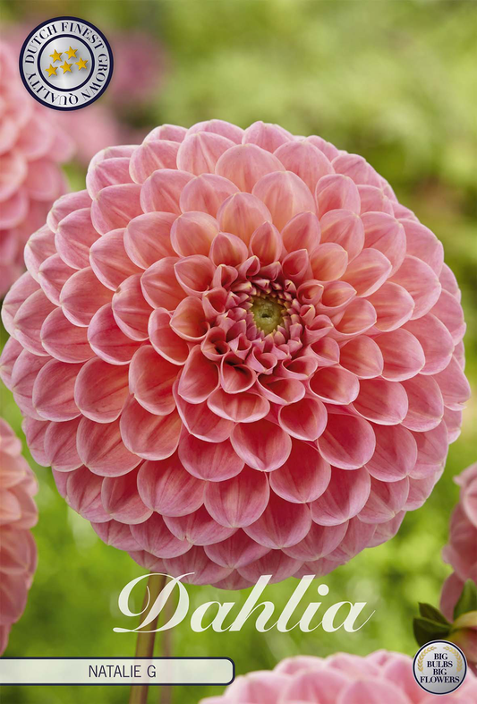 Dahlia Natalie G