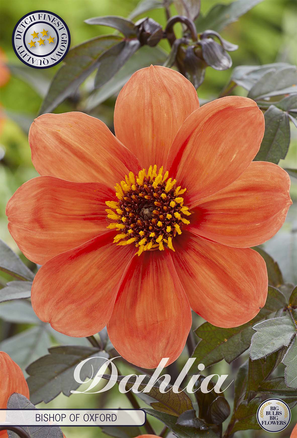 Dahlia Bishop of Oxford