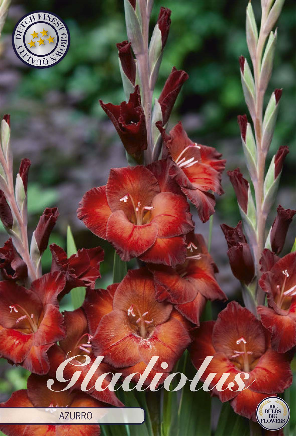 Gladiolus Azurro