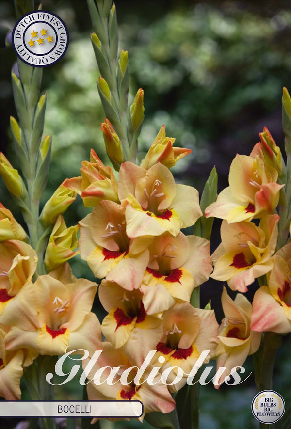 Gladiolus Bocelli