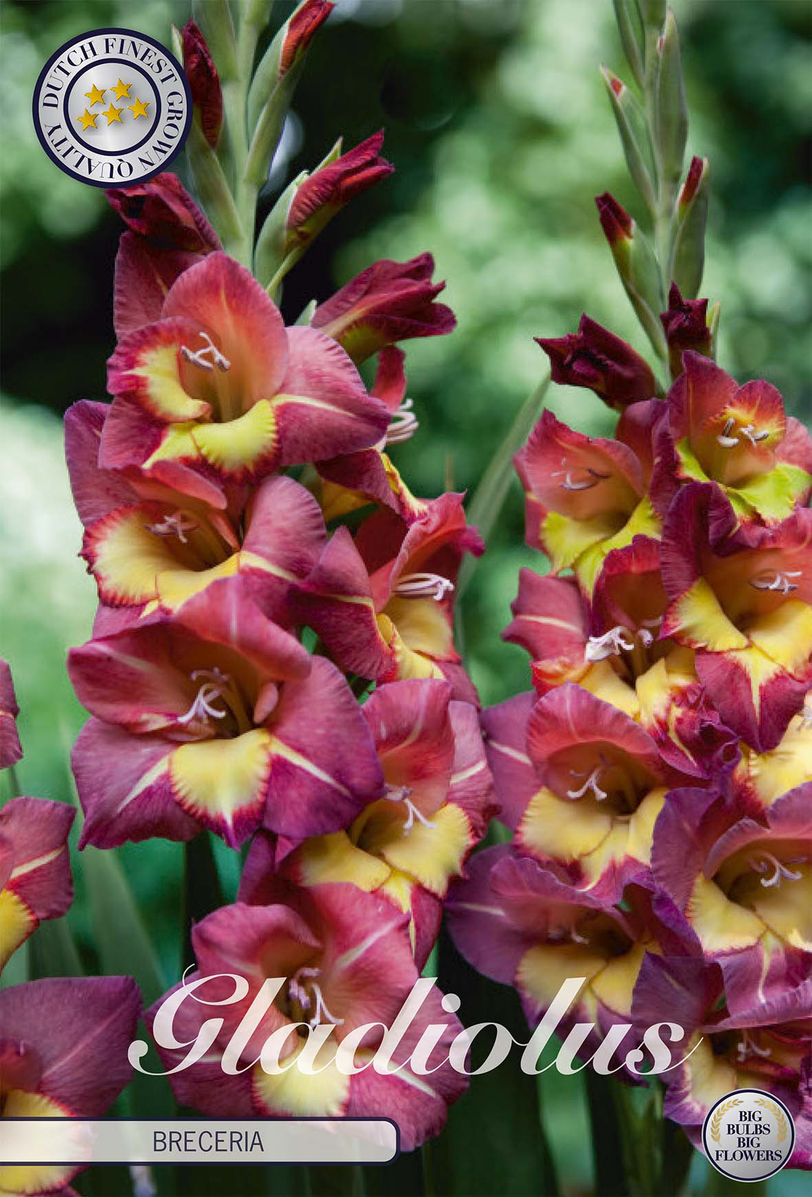 Gladiolus Brecera