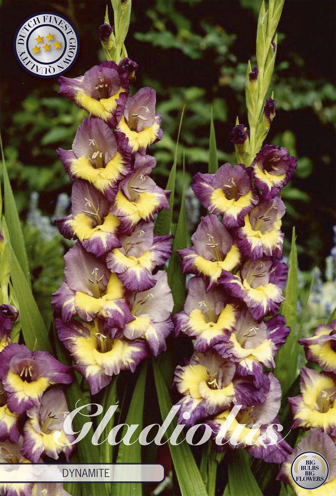 Gladiolus Dynamite