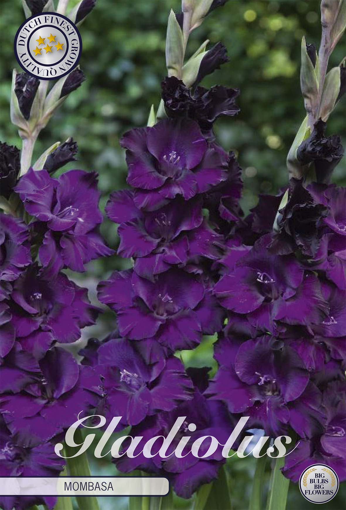 Gladiolus Mombasa