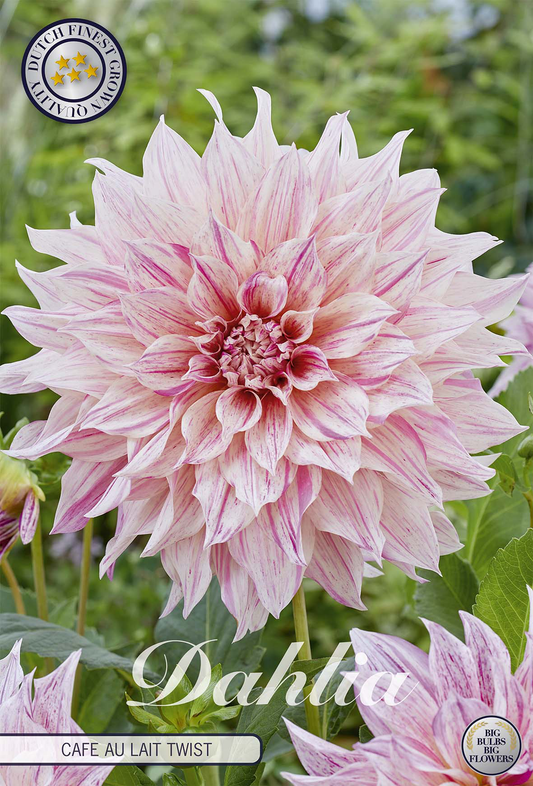 Dahlia Cafe au Lait Twist