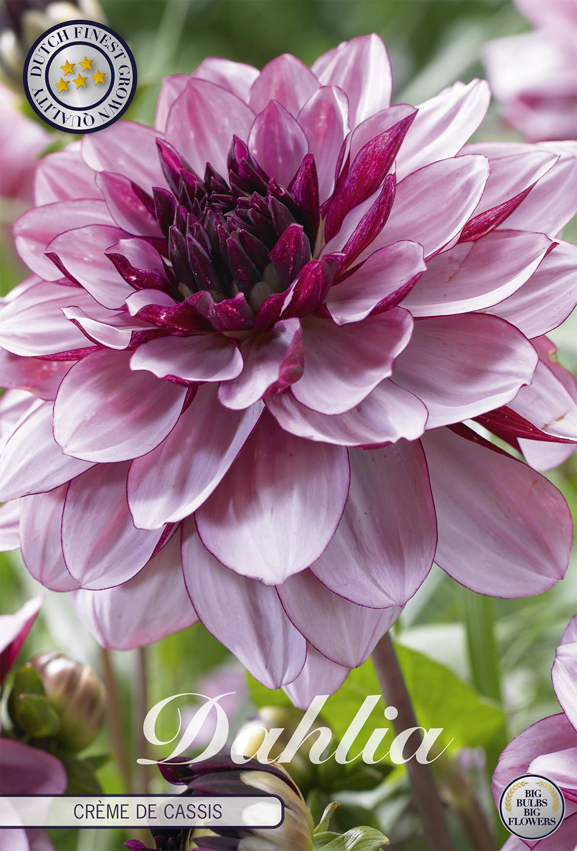 Dahlia Crème de Cassis