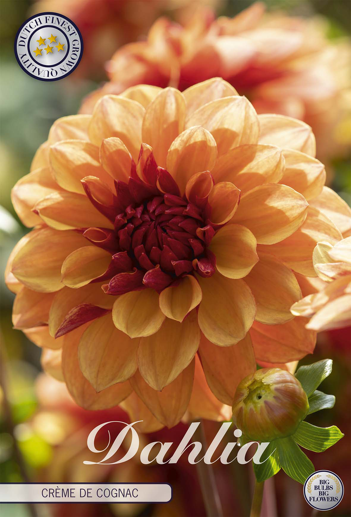 Dahlia Crème de Cognac