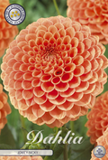 Dahlia Jowey Nicky