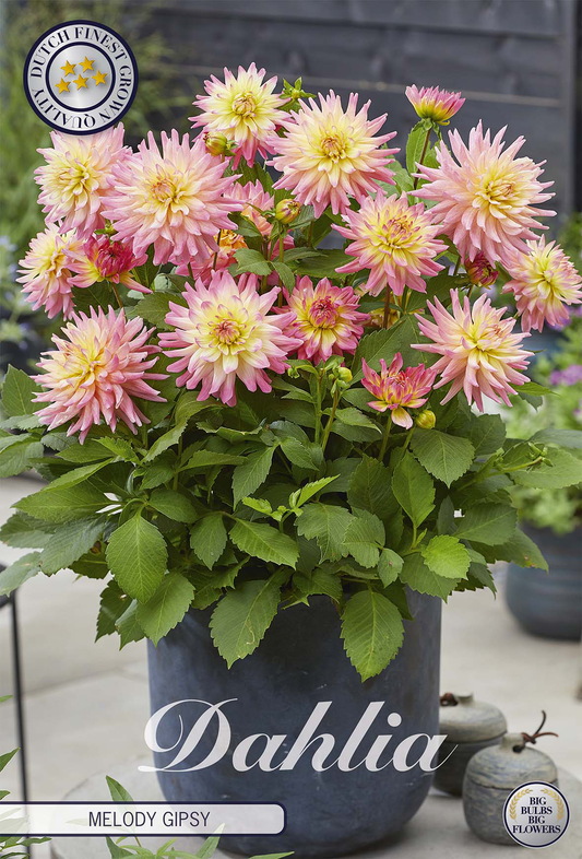 Dahlia Melody Gipsy