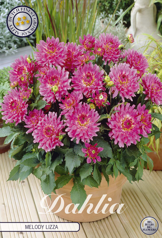 Dahlia Melody Lizza