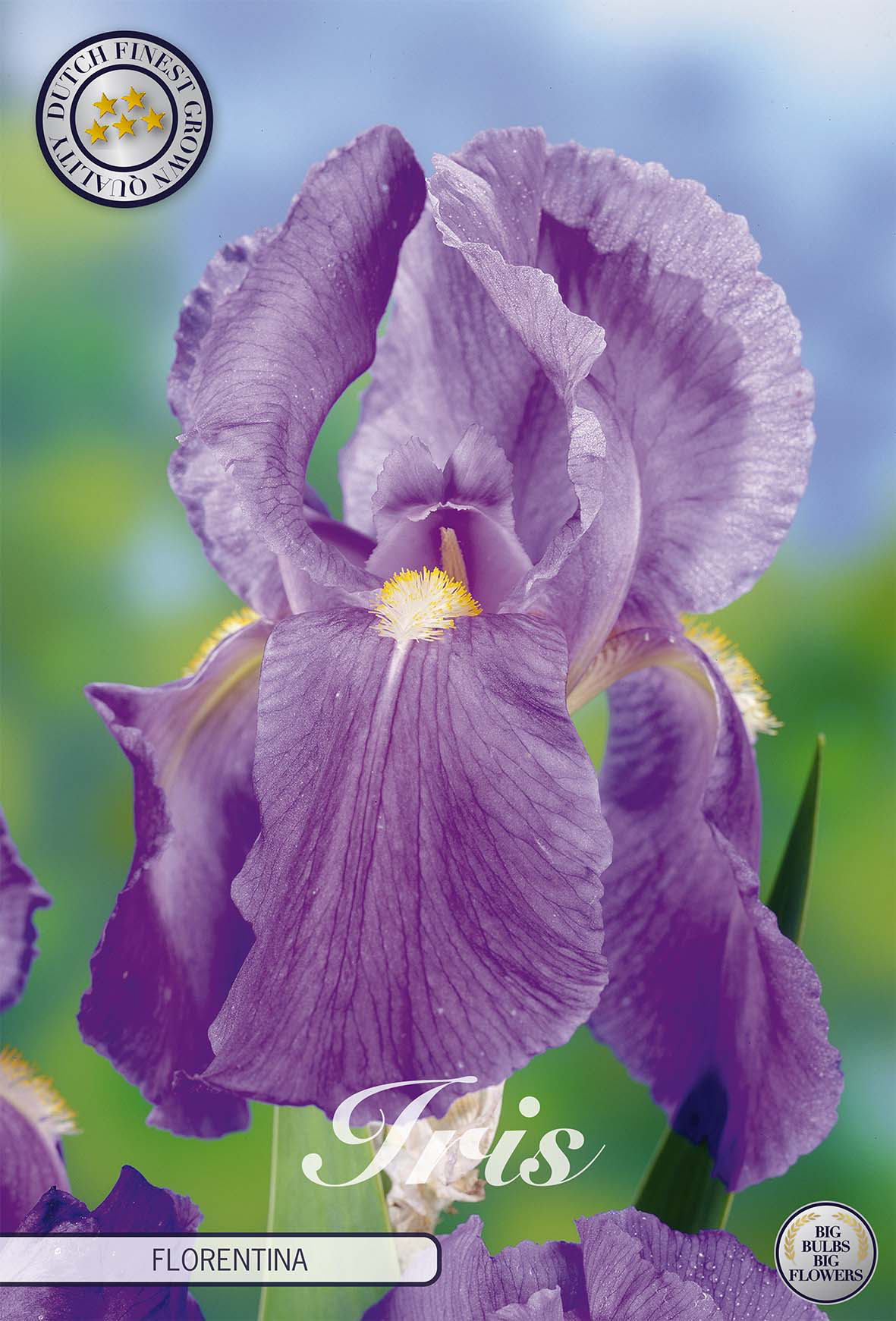 Iris Germanica Florentina