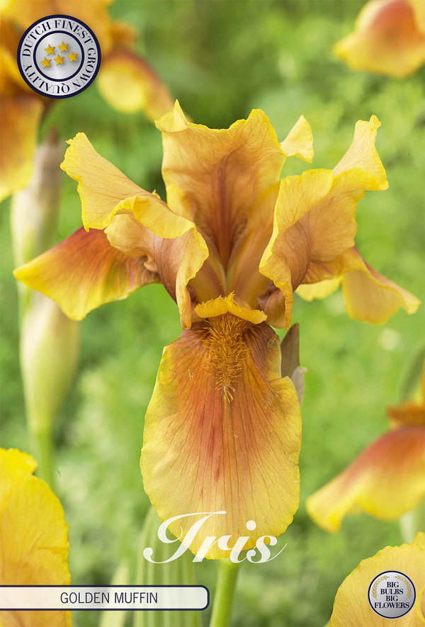 Iris Germanica Golden Muffin