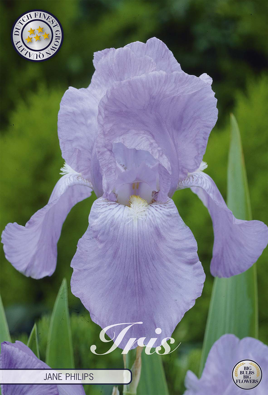 Iris Germanica Jane Philips