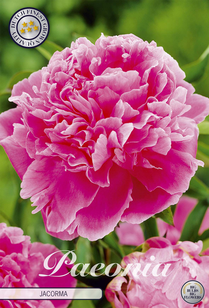 Paeonia Jacorma