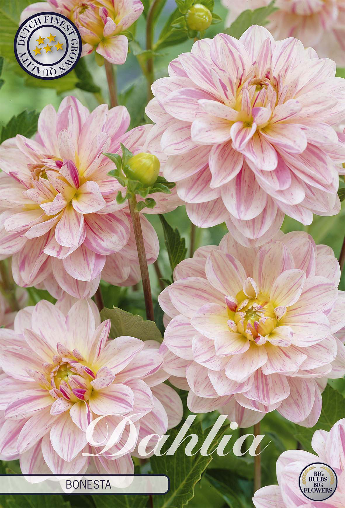 Dahlia Bonesta