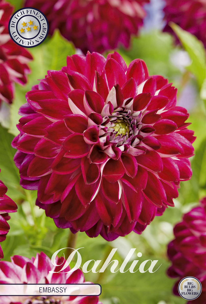 Dahlia Embassy