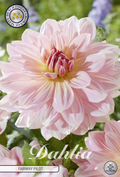 Dahlia Fairway Pilot