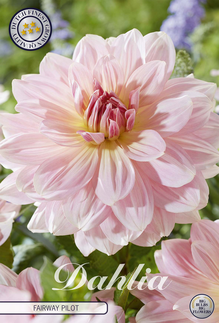 Dahlia Fairway Pilot