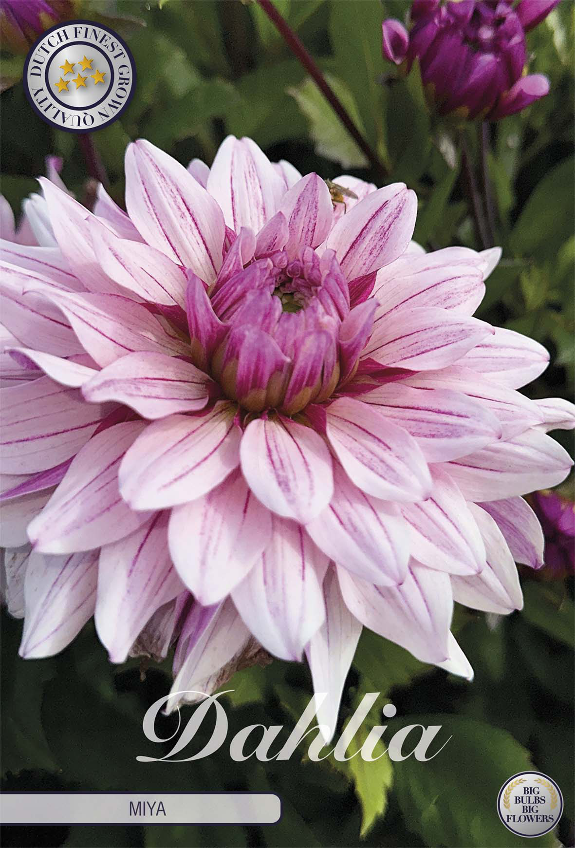 Dahlia Miya