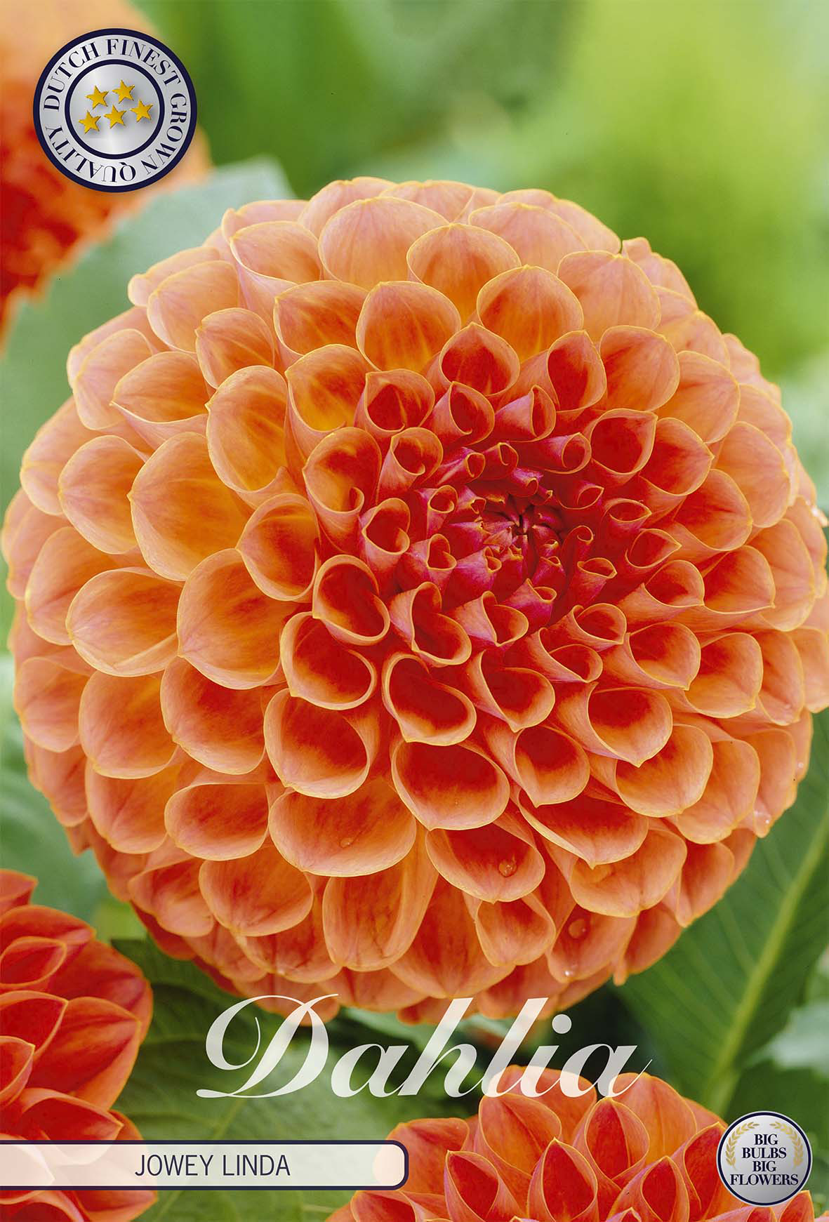 Dahlia Jowey Linda