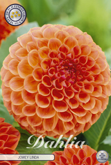Dahlia Jowey Linda