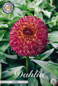 Dahlia Aiyana
