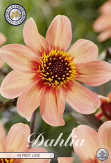 Dahlia HS First Love