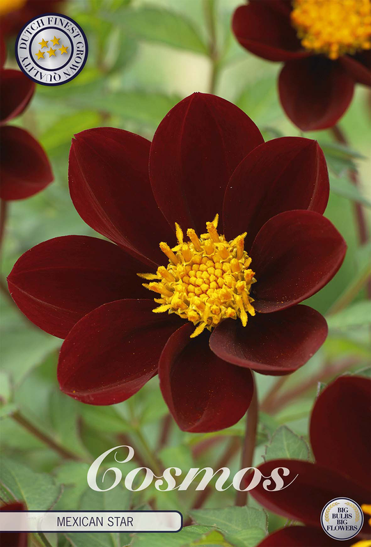 Cosmos Mexican Star