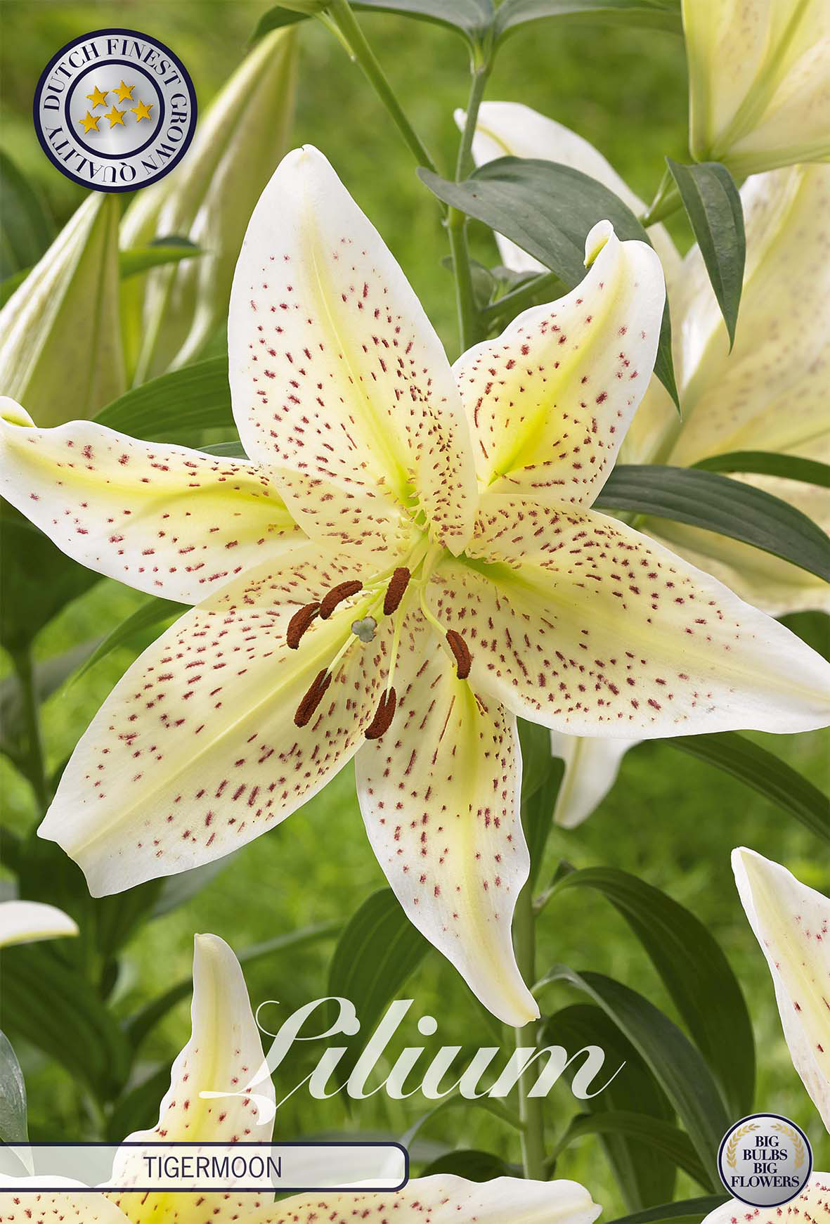 Lilium Tigermoon