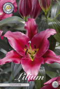 Lilium Touchstone