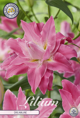 Lilium Dreamline