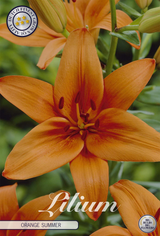 Lilium Orange Summer