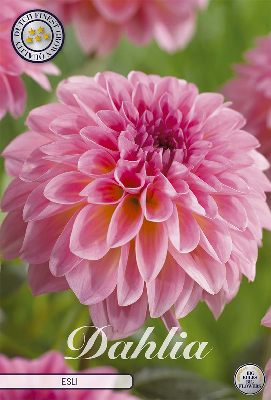 Dahlia Esli