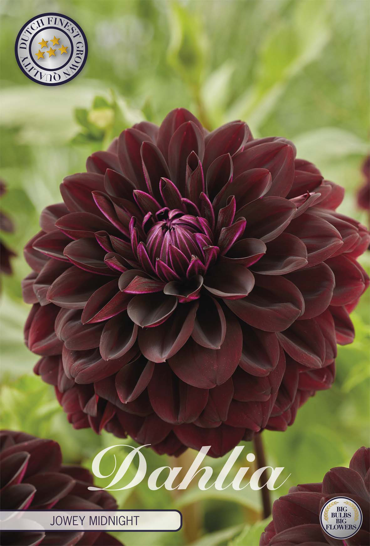Dahlia Jowey Midnight