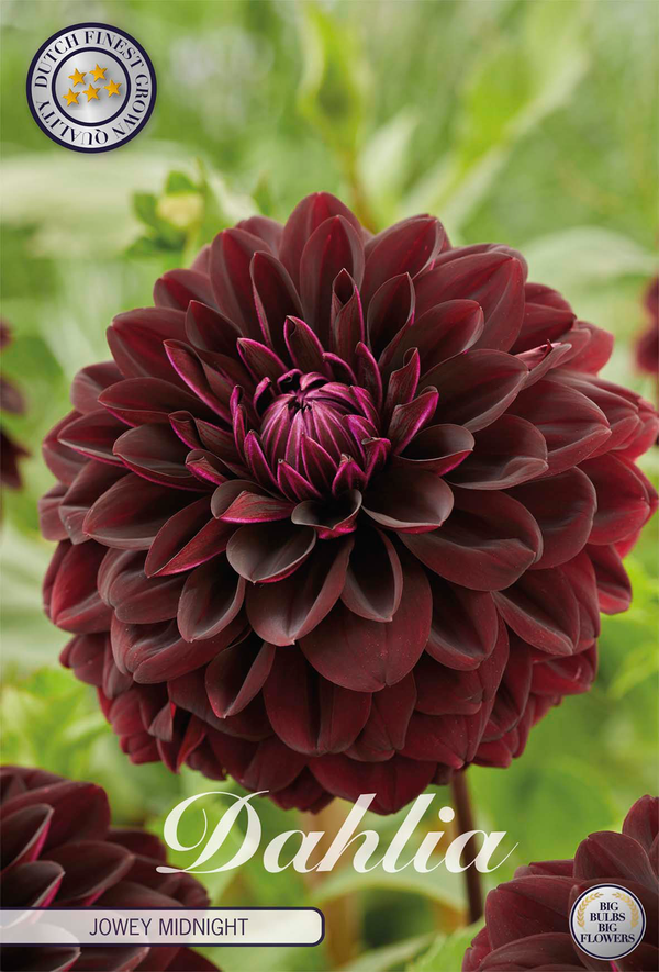 Dahlia Jowey Midnight