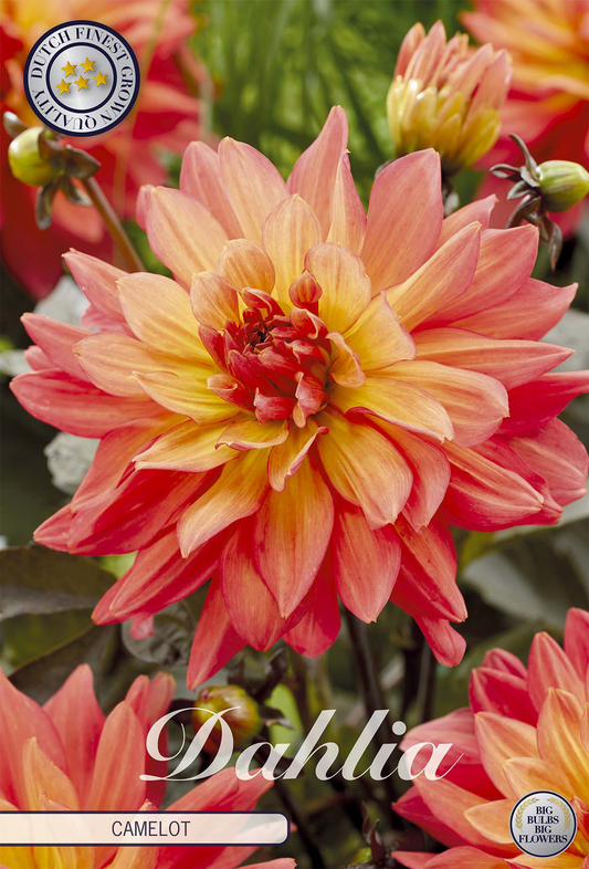 Dahlia Camelot
