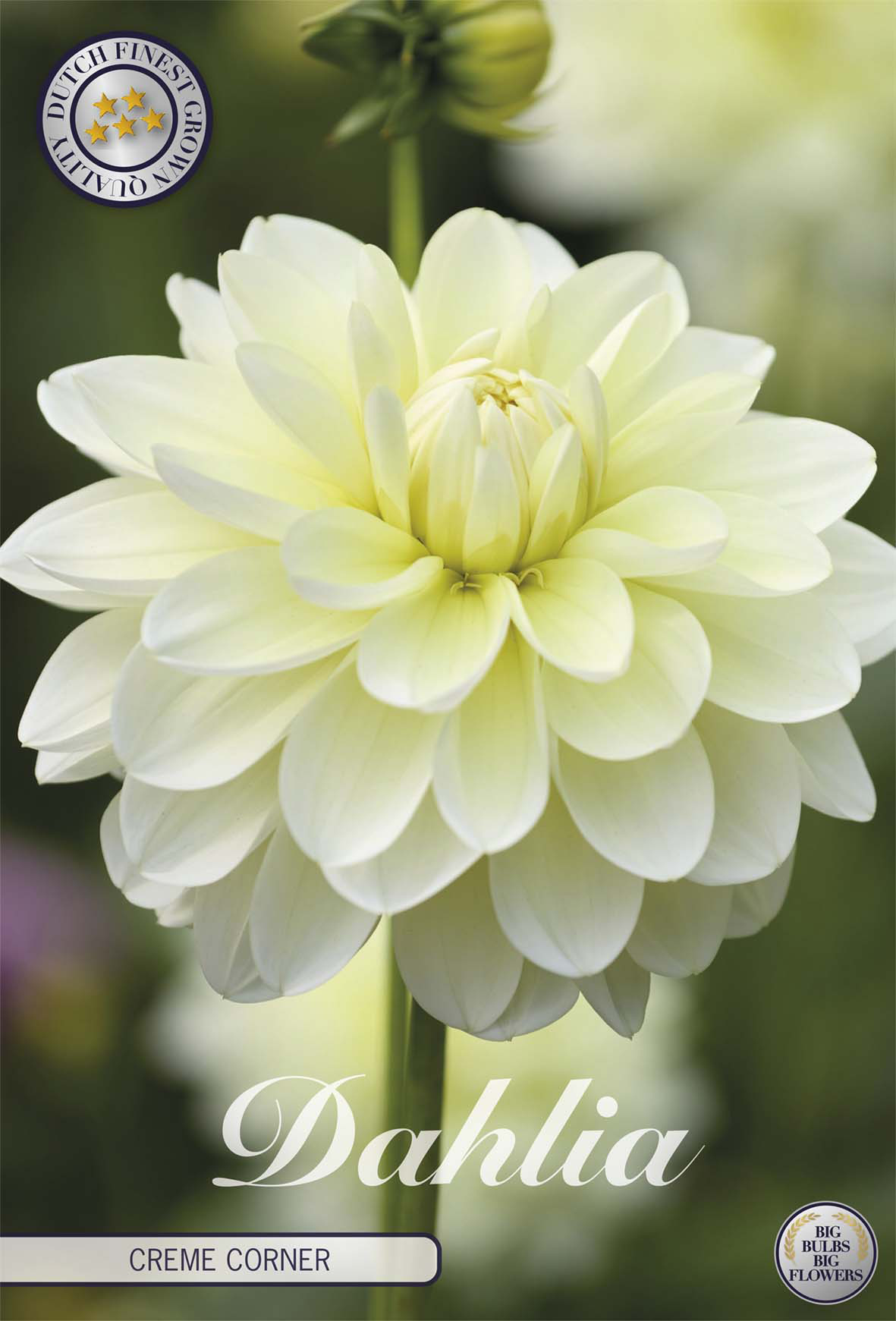 Dahlia Creme Corner