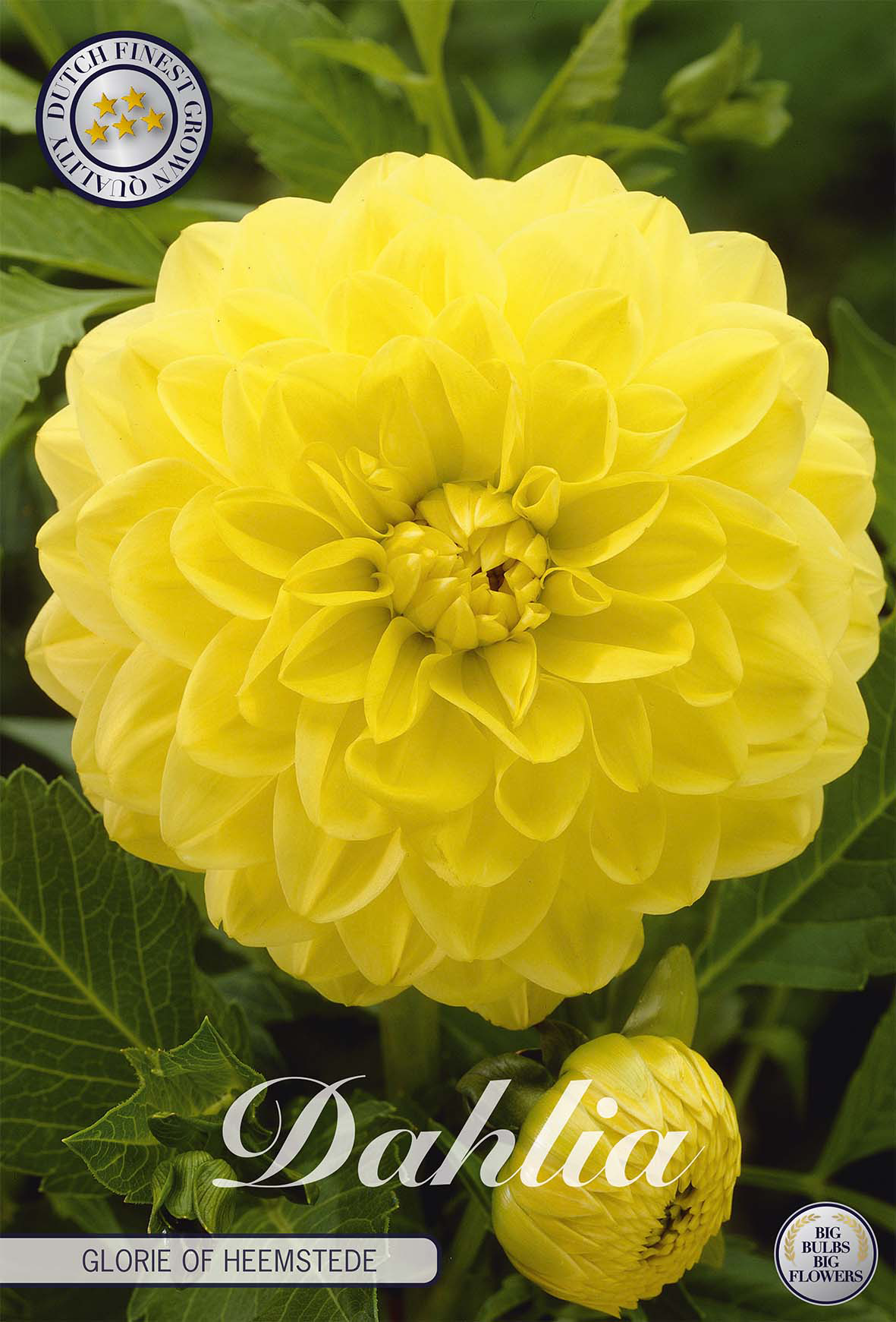 Dahlia Glorie Of Heemstede