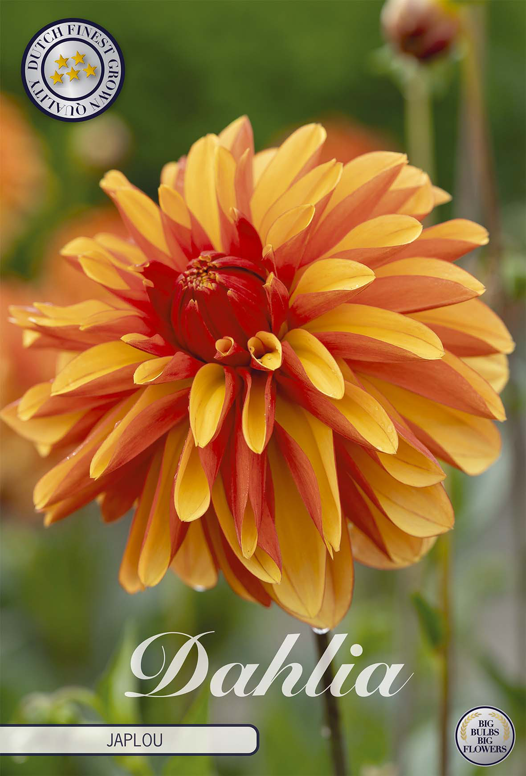 Dahlia Japlou