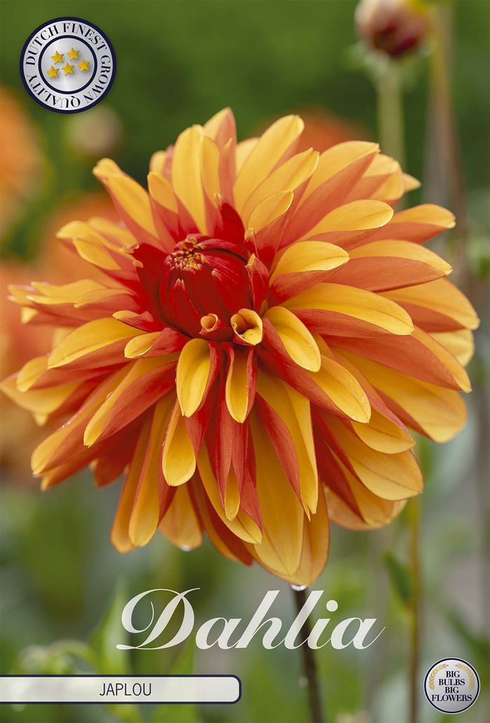 Dahlia Japlou