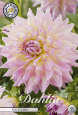 Dahlia Kidds Climax
