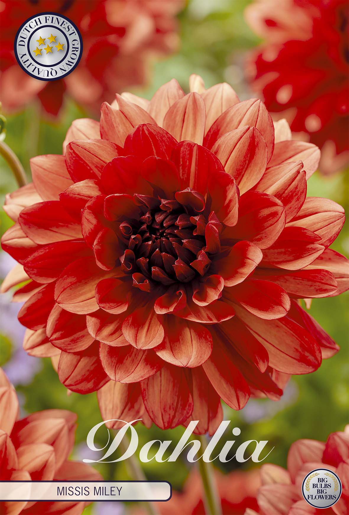 Dahlia Missis Miley