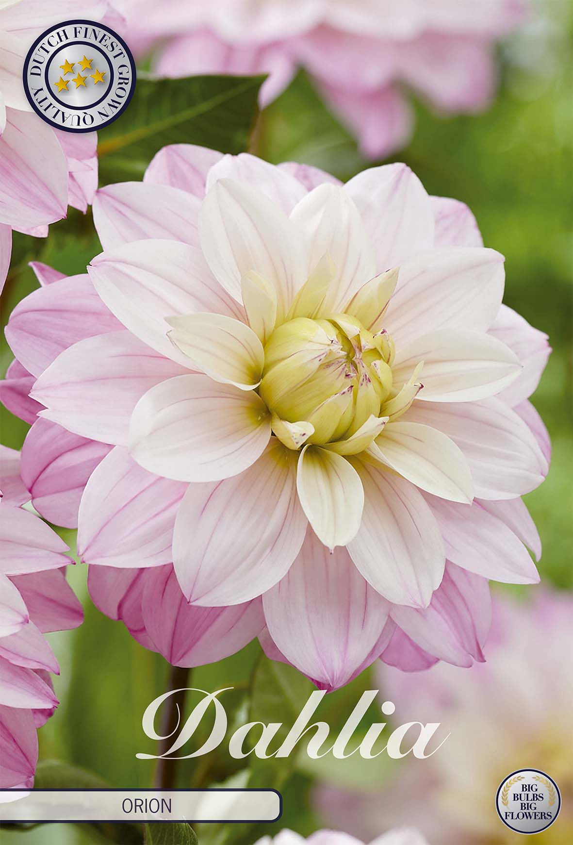 Dahlia Orion